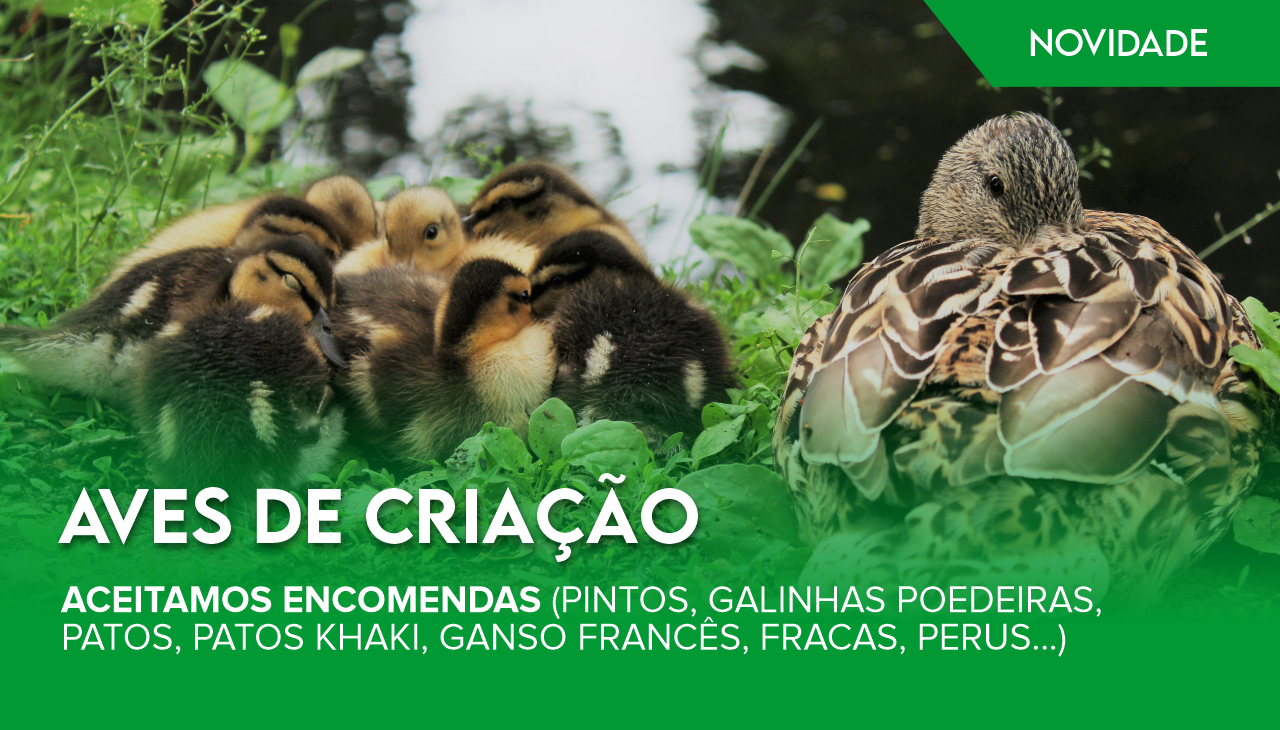 ACEITAMOS ENCOMENDAS DE AVES DE CRIAÇÃO ACEITAMOS ENCOMENDAS DE AVES DE CRIAÇÃO