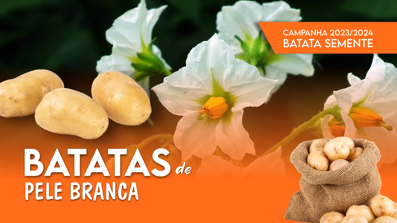BATATAS SEMENTE PELE BRANCA - CAMPANHA 2023/2024 BATATAS SEMENTE PELE BRANCA - CAMPANHA 2023/2024
