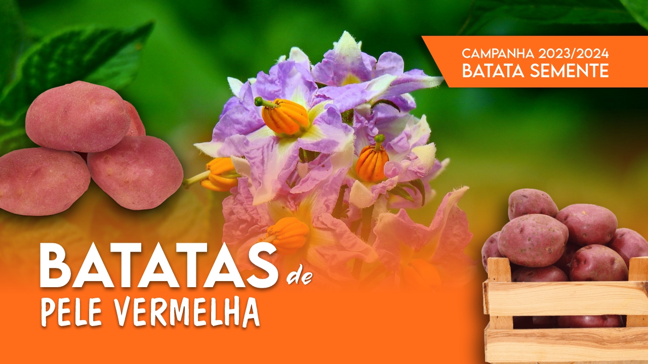 BATATAS SEMENTE PELE VERMELHA - CAMPANHA 2023/2024 BATATAS SEMENTE PELE VERMELHA - CAMPANHA 2023/2024