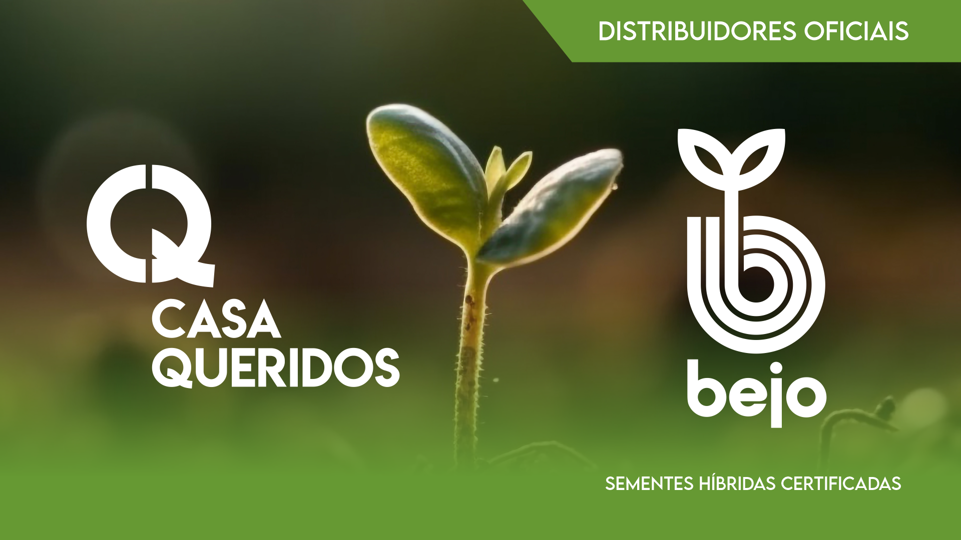 CASA QUERIDOS É DISTRIBUIDORA OFICIAL DAS SEMENTES BEJO CASA QUERIDOS É DISTRIBUIDORA OFICIAL DAS SEMENTES BEJO