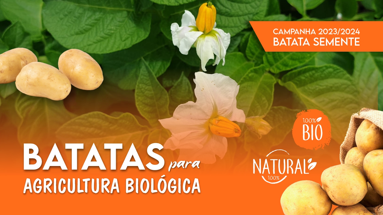 BATATAS SEMENTE BIO - CAMPANHA 2023/2024 BATATAS SEMENTE BIO - CAMPANHA 2023/2024