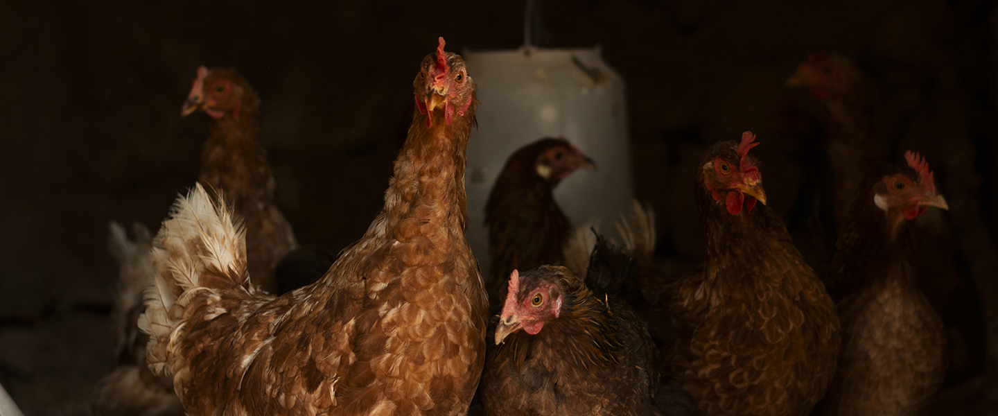 ACEITAMOS ENCOMENDAS DE AVES DE CRIA��O