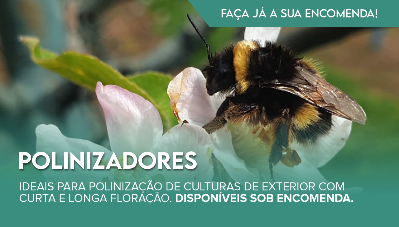 POLINIZADORES KOPPERT: POLINIZAÇÃO EFICIENTE AO SEU ALCANCE POLINIZADORES KOPPERT: POLINIZAÇÃO EFICIENTE AO SEU ALCANCE