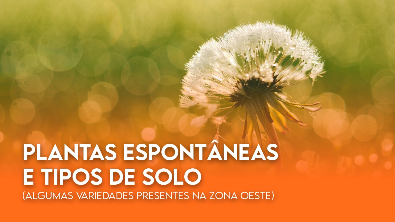 PLANTAS ESPONTÂNEAS E TIPOS DE SOLO PLANTAS ESPONTÂNEAS E TIPOS DE SOLO