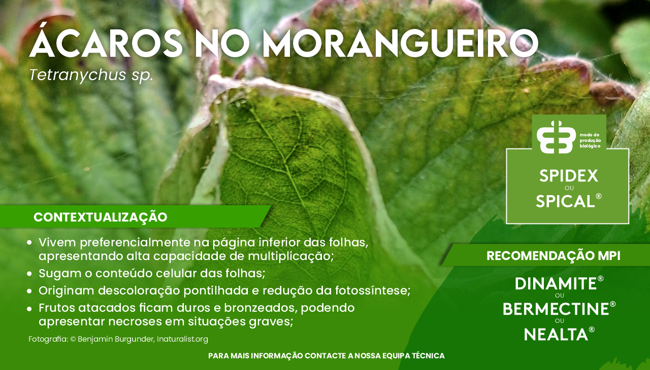 �CAROS EM MORANGUEIRO