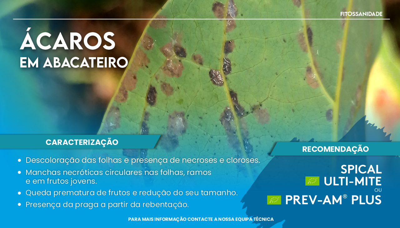 �CAROS EM ABACATEIRO