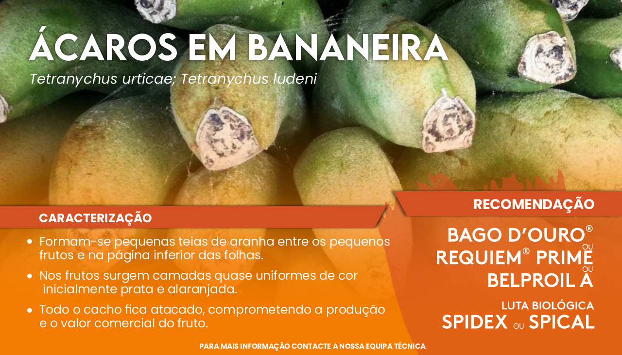 �CAROS NA CULTURA DA BANANEIRA