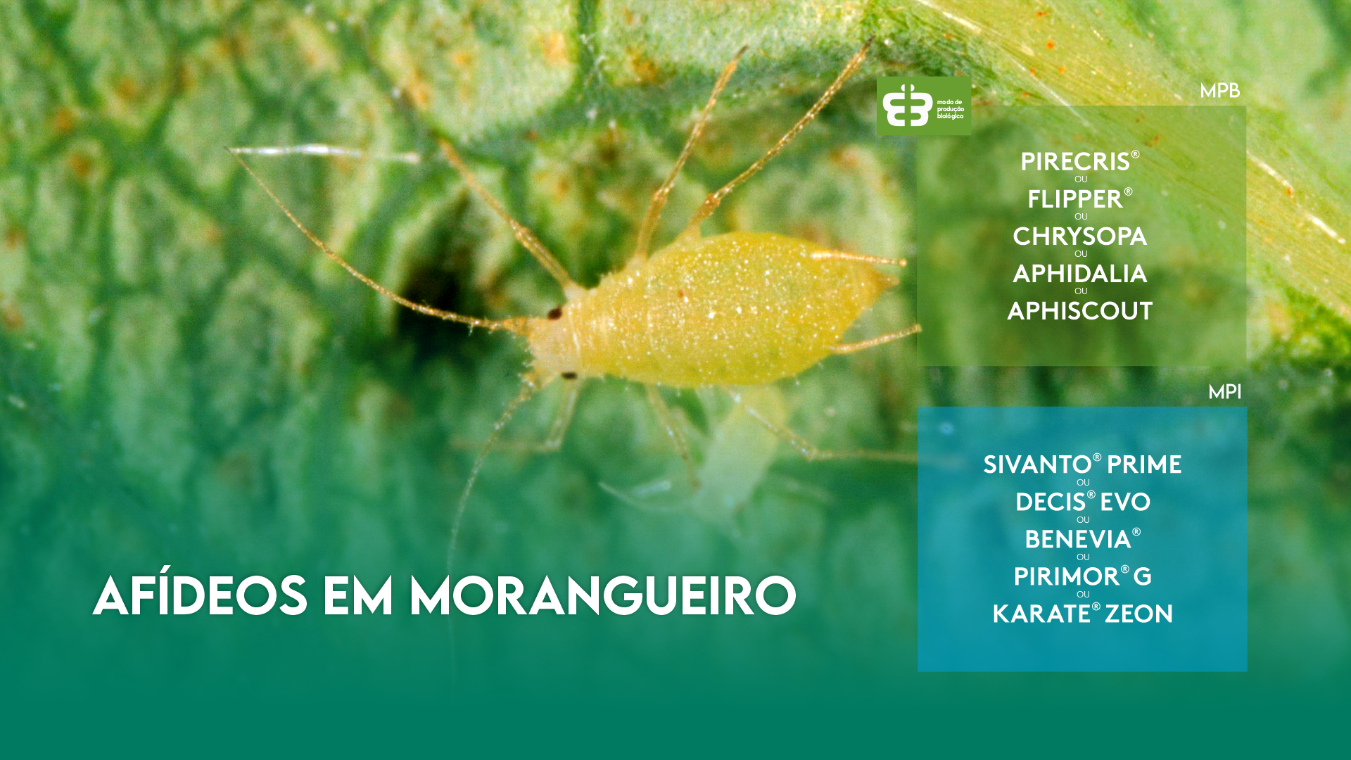 AF�DEOS EM MORANGUEIRO