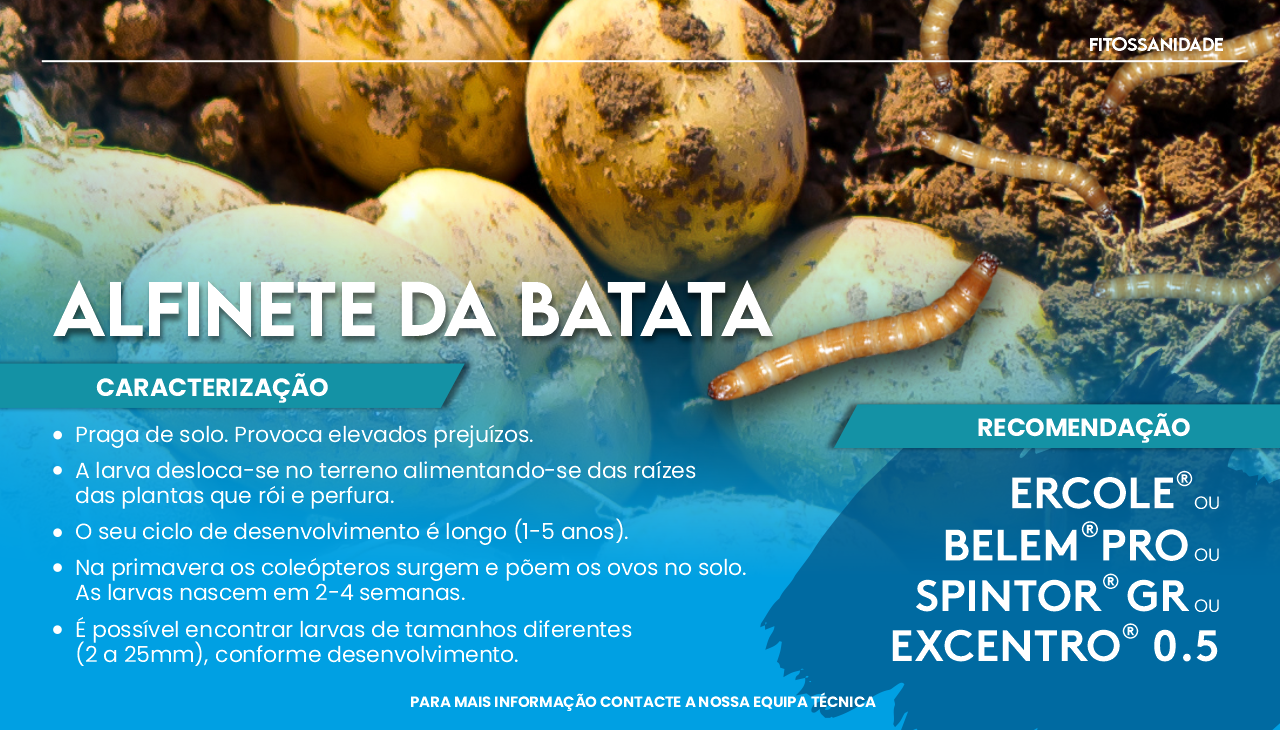 ALFINETE DA BATATA