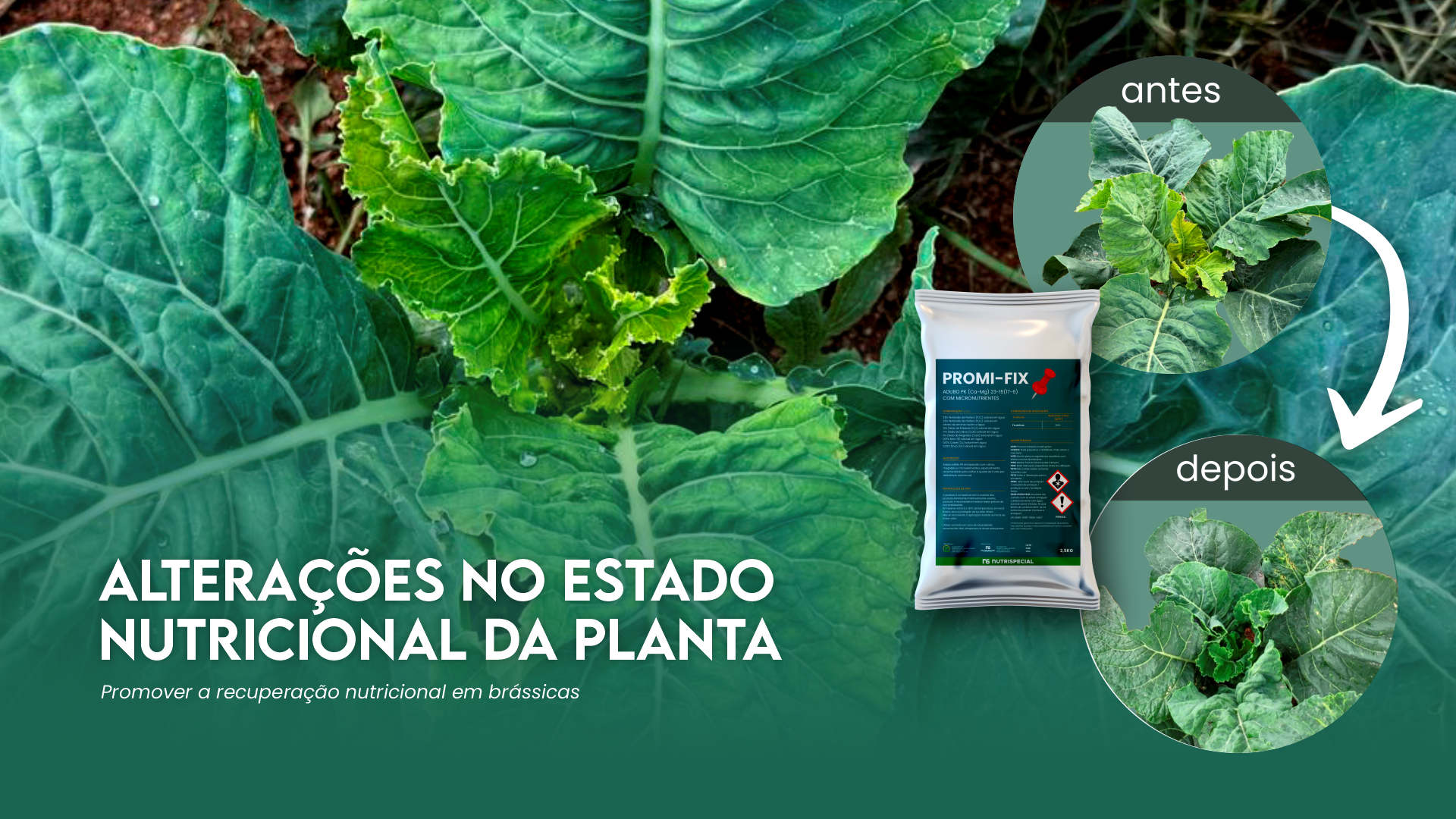 ALTERA��ES NO ESTADO NUTRICIONAL EM BR�SSICAS
