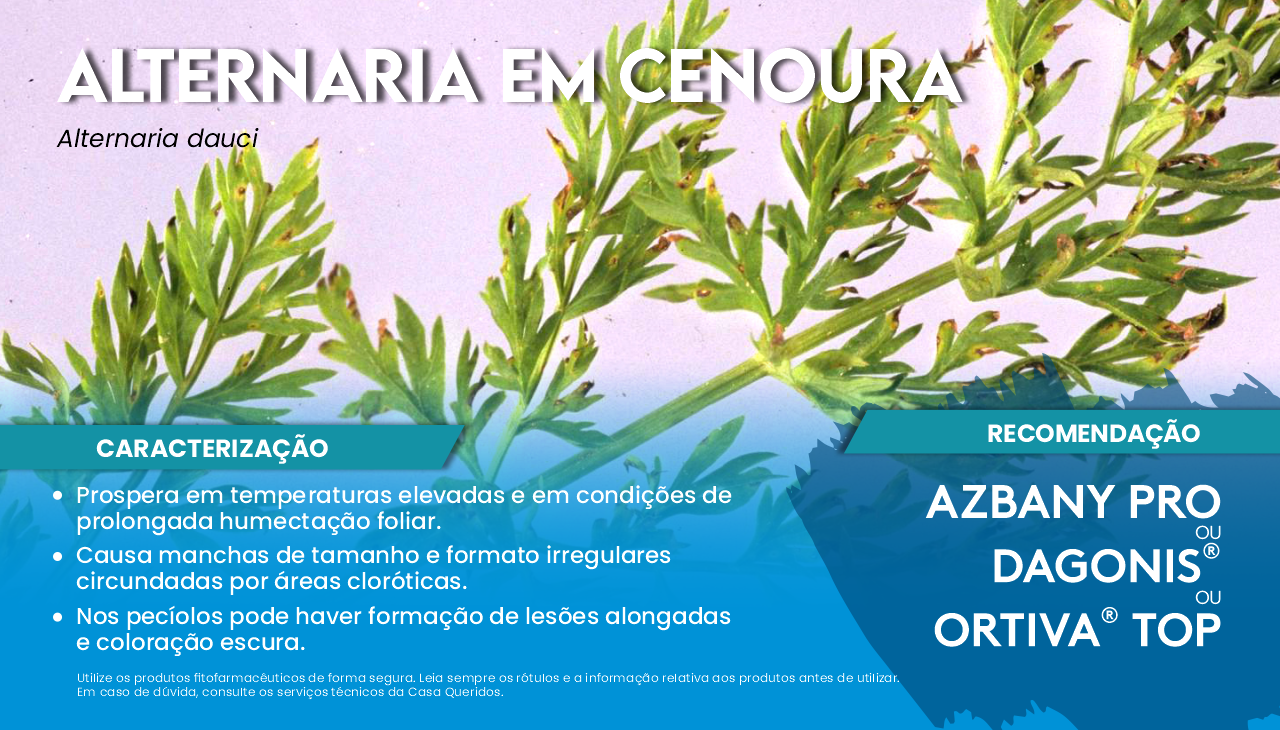 ALTERNARIA EM CENOURA