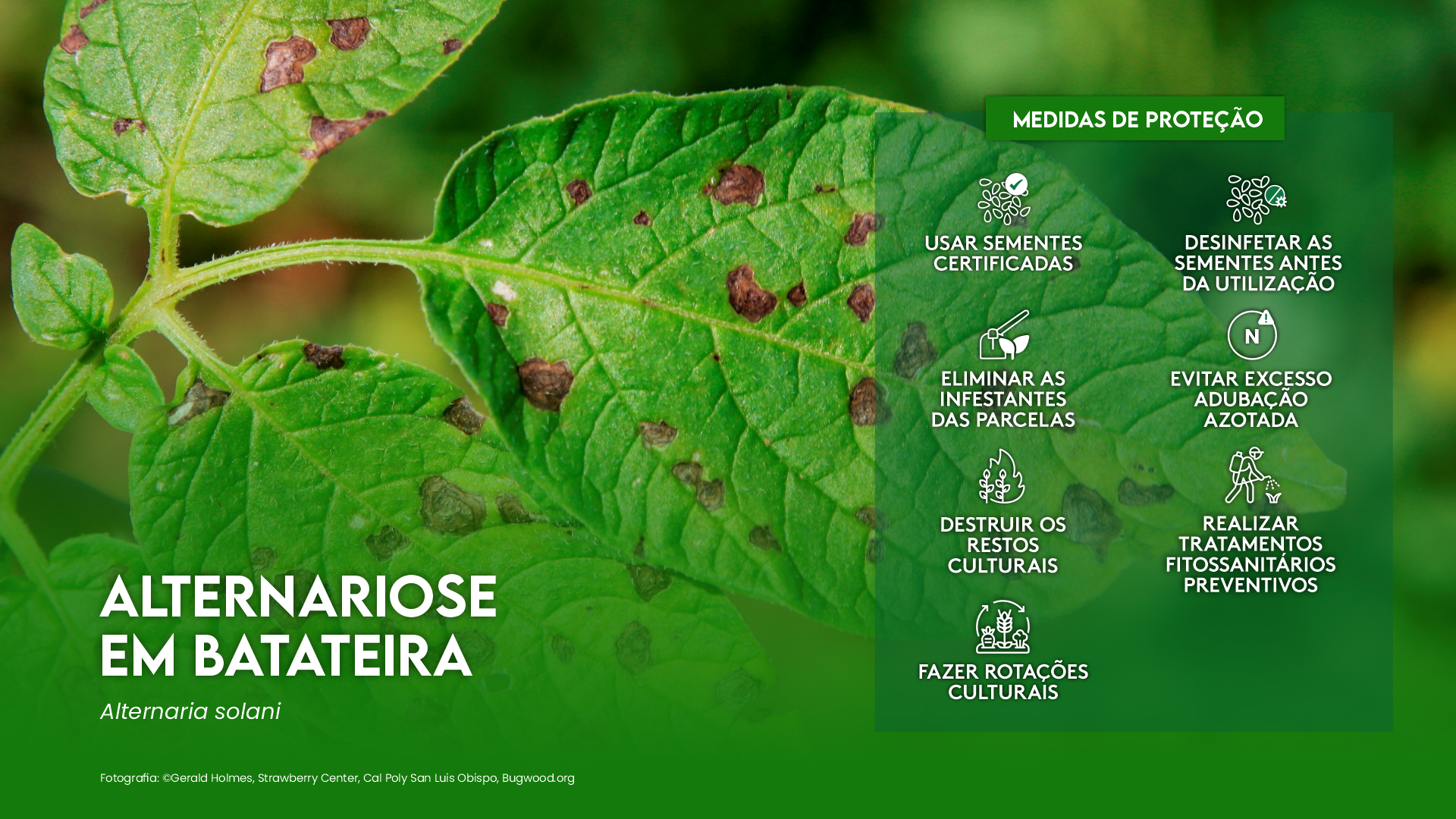 ALTERNARIOSE EM BATATEIRA