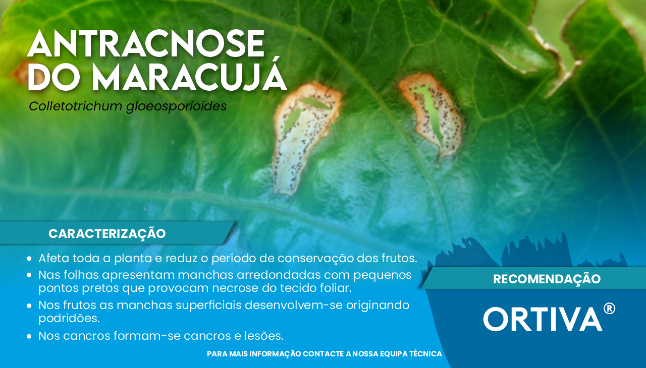 ANTRACNOSE DO MARACUJ�