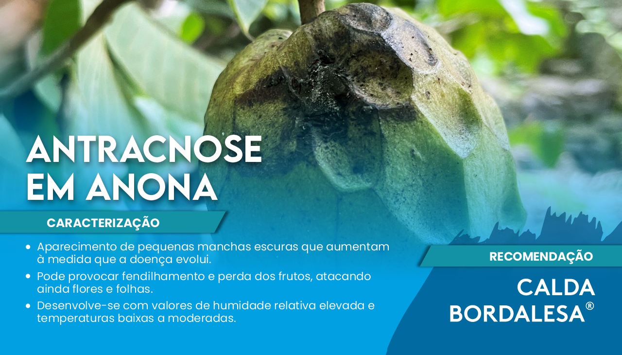 ANTRACNOSE EM ANONA