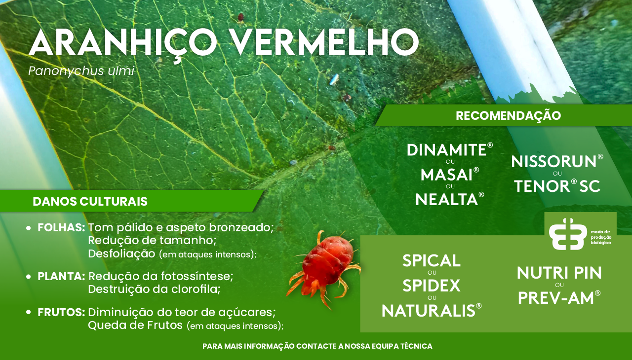 ARANHI�O VERMELHO - Panonychus ulmi