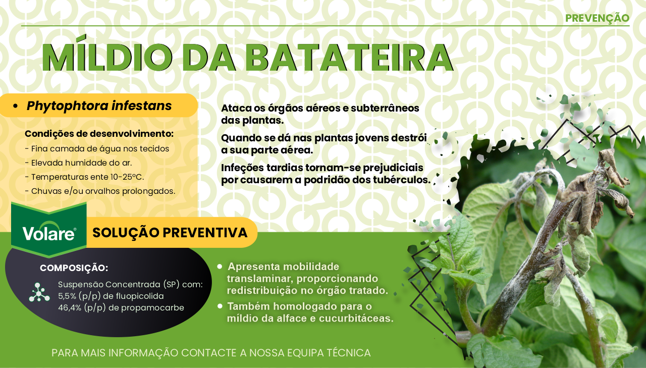 PREVEN��O M�LDIO DA BATATEIRA