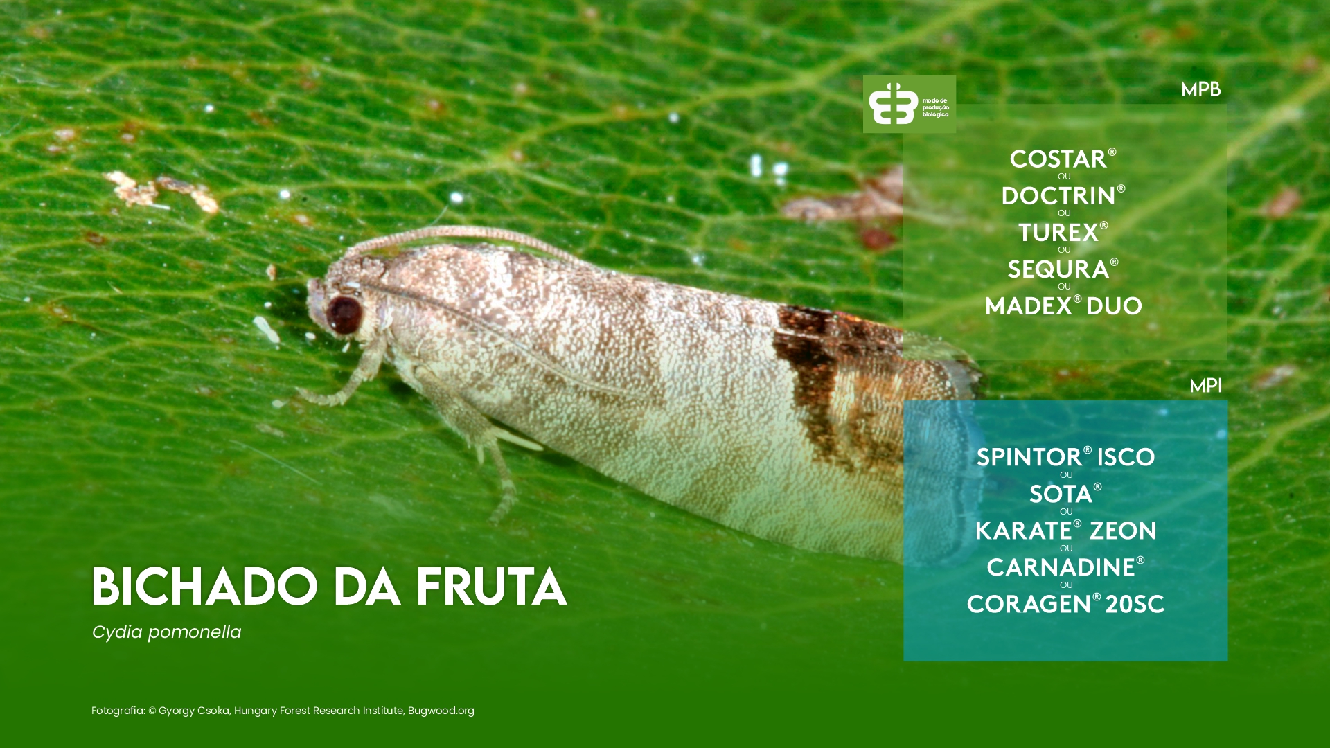 BICHADO DA FRUTA (Cydia pomonella)