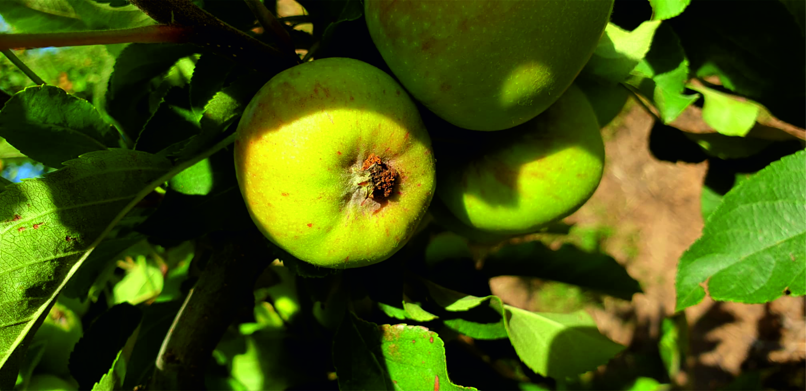 BICHADO DA FRUTA (Cydia pomonella)