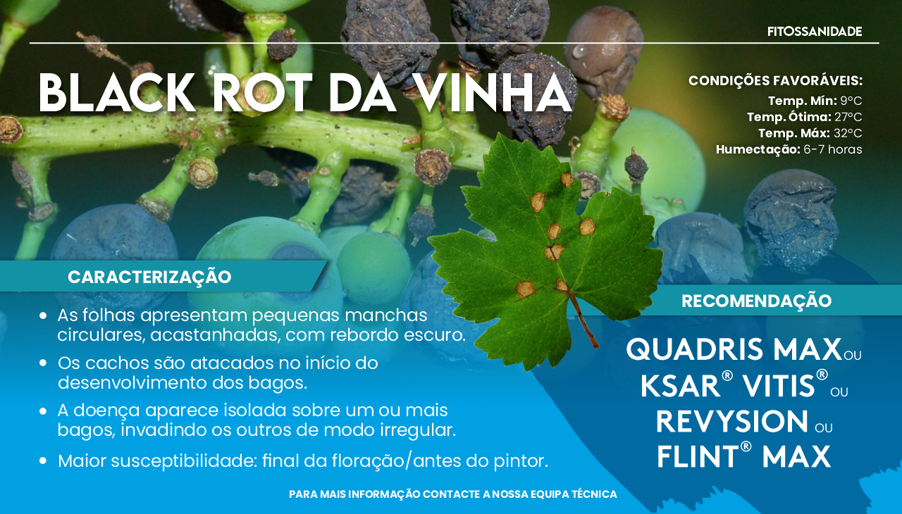 BLACK ROT DA VINHA
