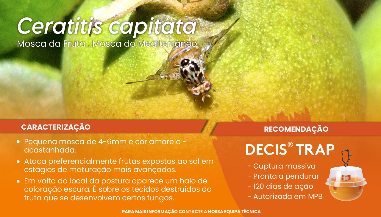 CERATITIS CAPITATA