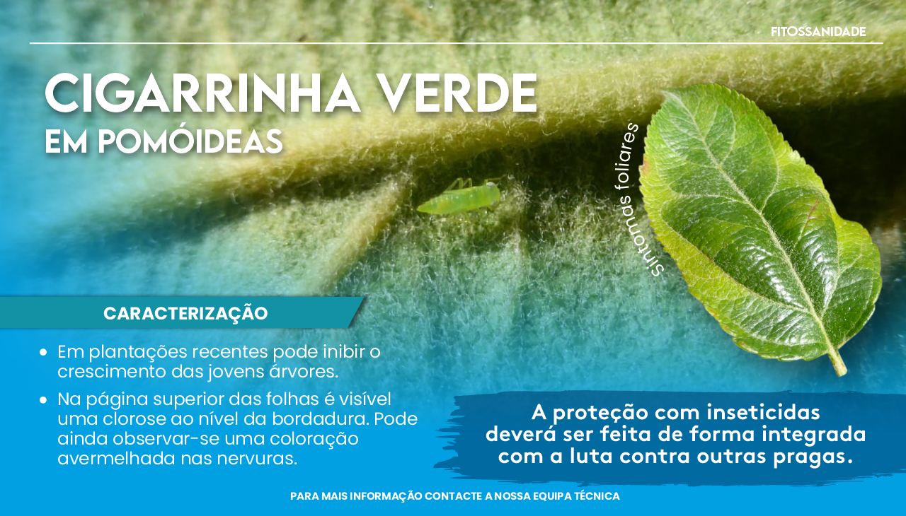 CIGARRINHA VERDE EM POM�IDEAS