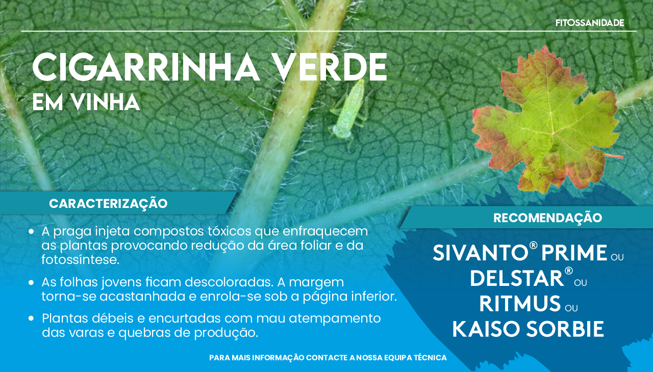CIGARRINHA VERDE EM VINHA