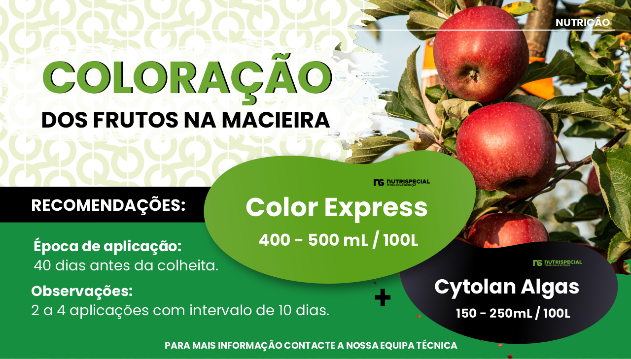 COLORA��O DOS FRUTOS NA MACIEIRA