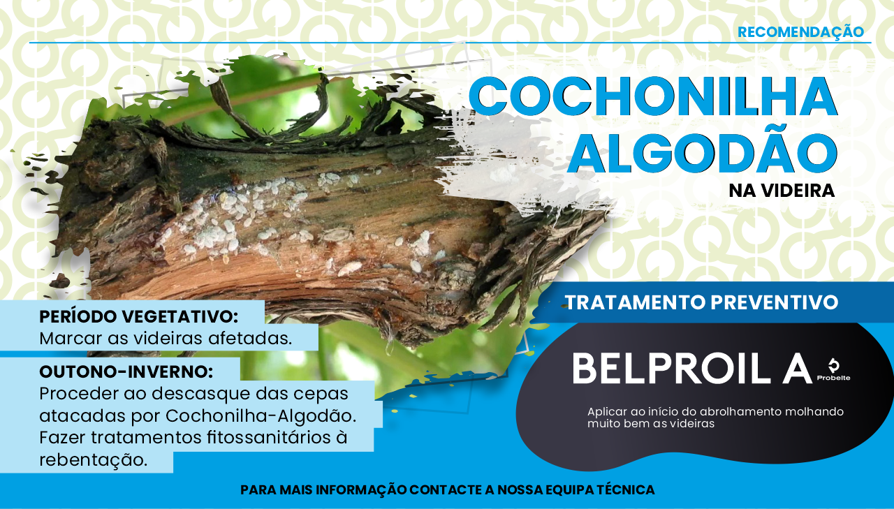 COCHONILHA-ALGOD�O NA VIDEIRA