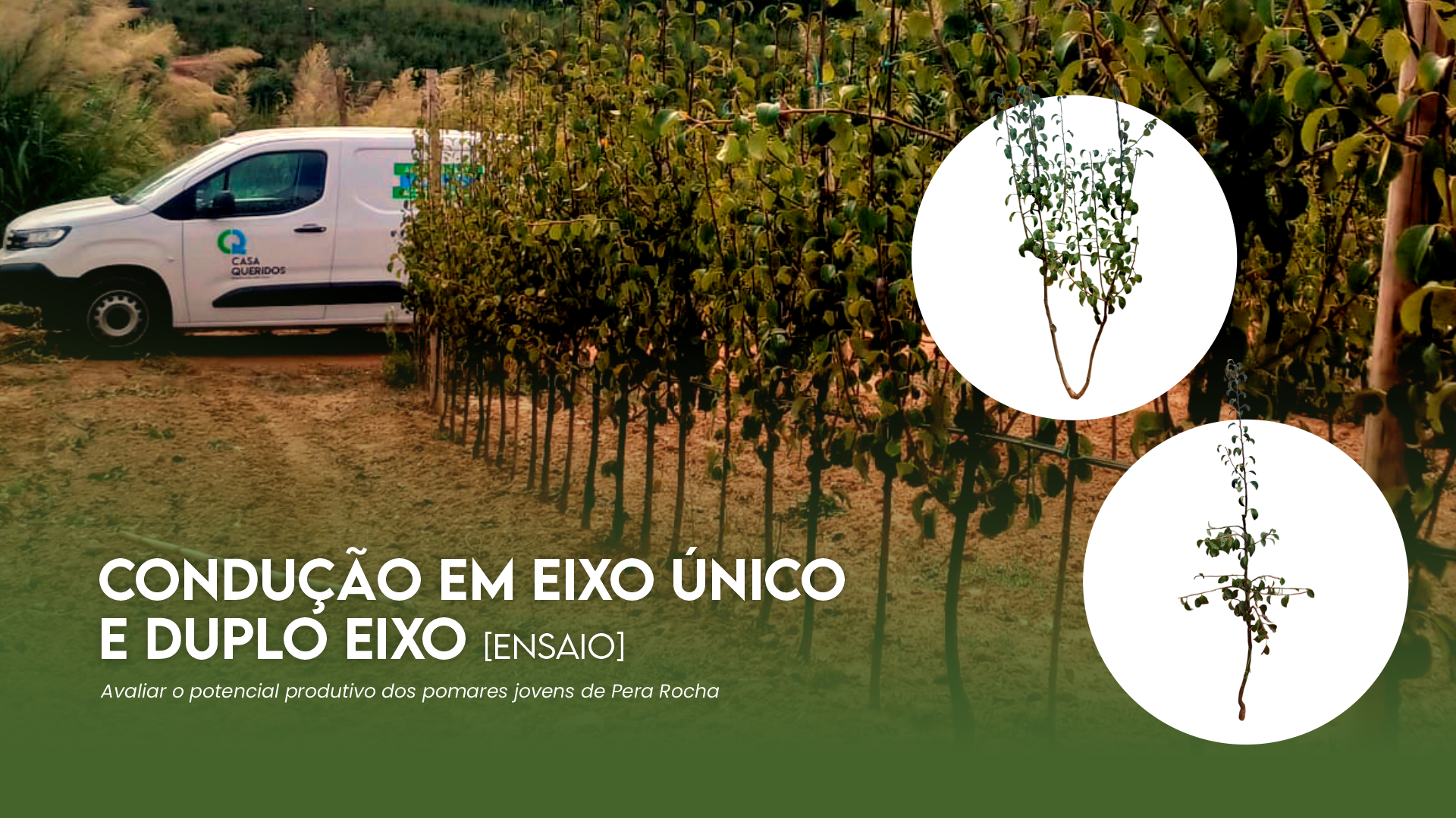 CONDU��O EM EIXO �NICO E DUPLO EIXO: AVALIAR O POTENCIAL PRODUTIVO DA PERA ROCHA