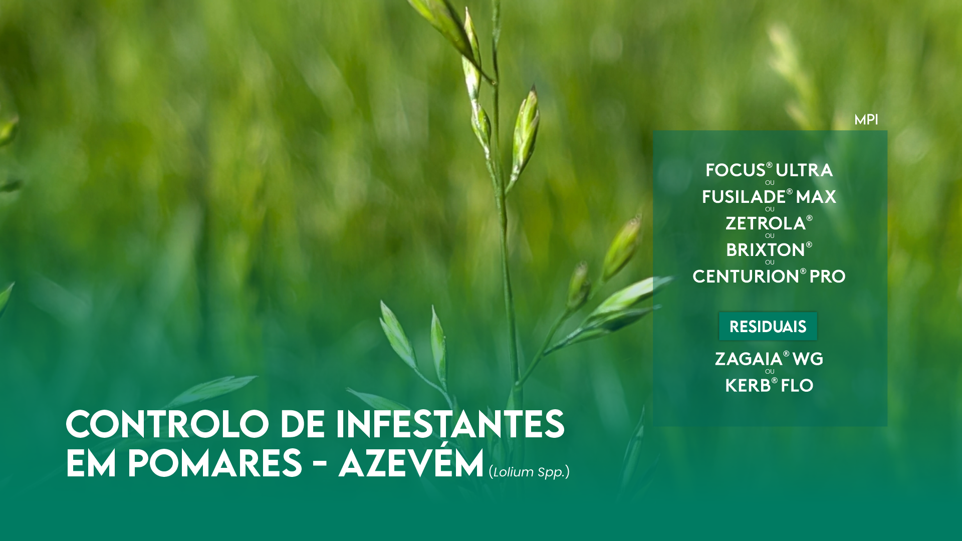 CONTROLO DE INFESTANTES NOS POMARES - AZEV�M (Lolium Spp.)