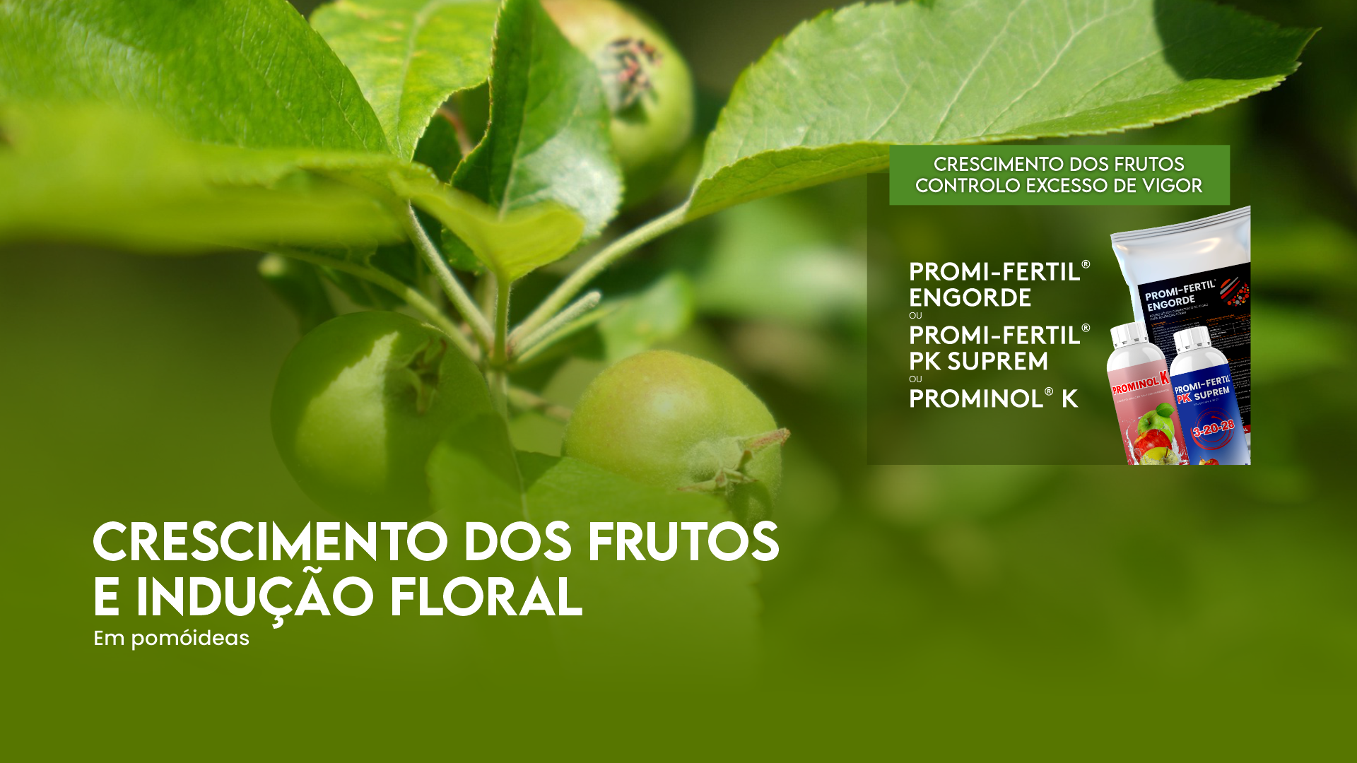 CRESCIMENTO DOS FRUTOS E INDU��O FLORAL EM POM�IDEAS