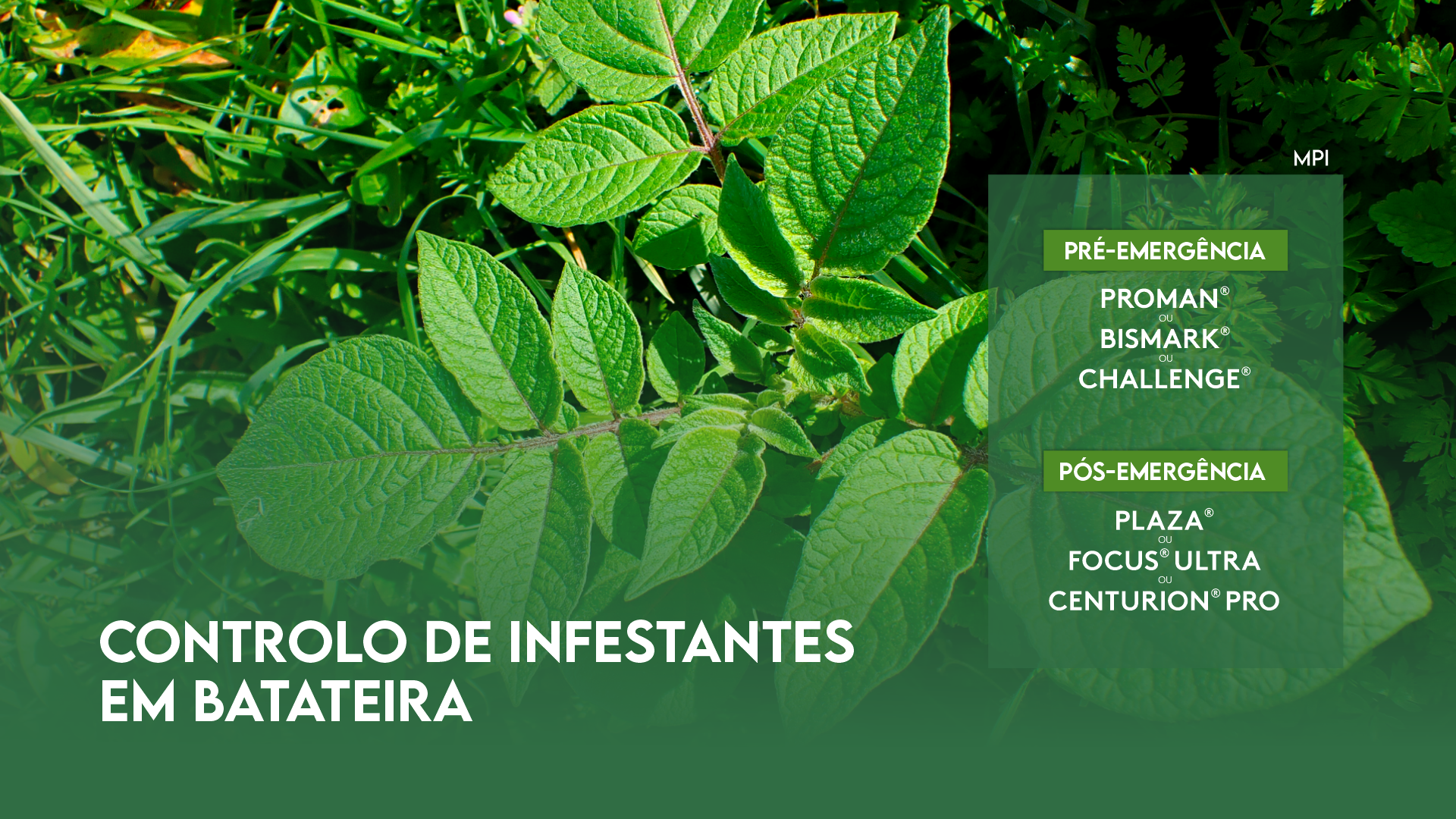 CONTROLO DE INFESTANTES EM BATATEIRA