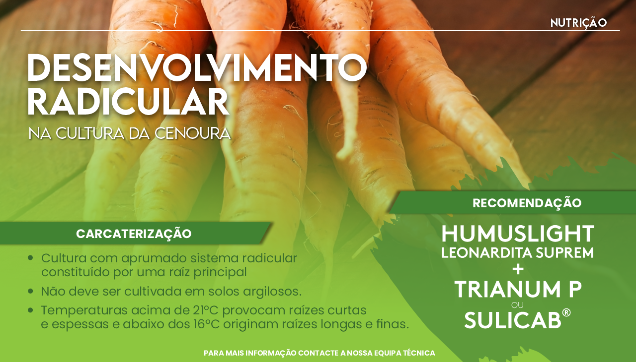 DESENVOLVIMENTO RADICULAR NA CULTURA DA CENOURA