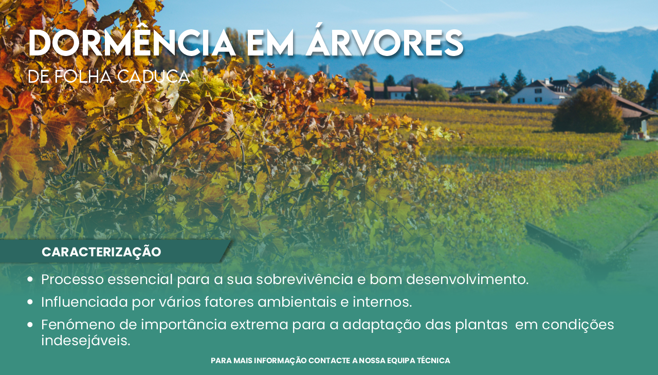 DORM�NCIA DAS �RVORES DE FOLHA CADUCA