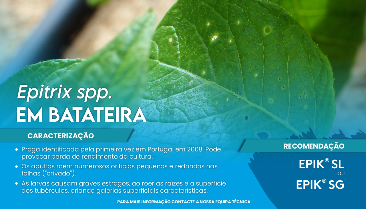EPITRIX SPP. EM BATATEIRA