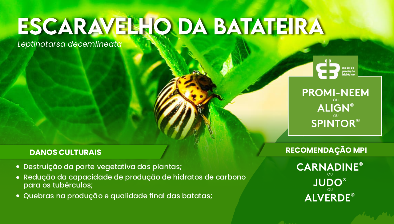 ESCARAVELHO DA BATATEIRA