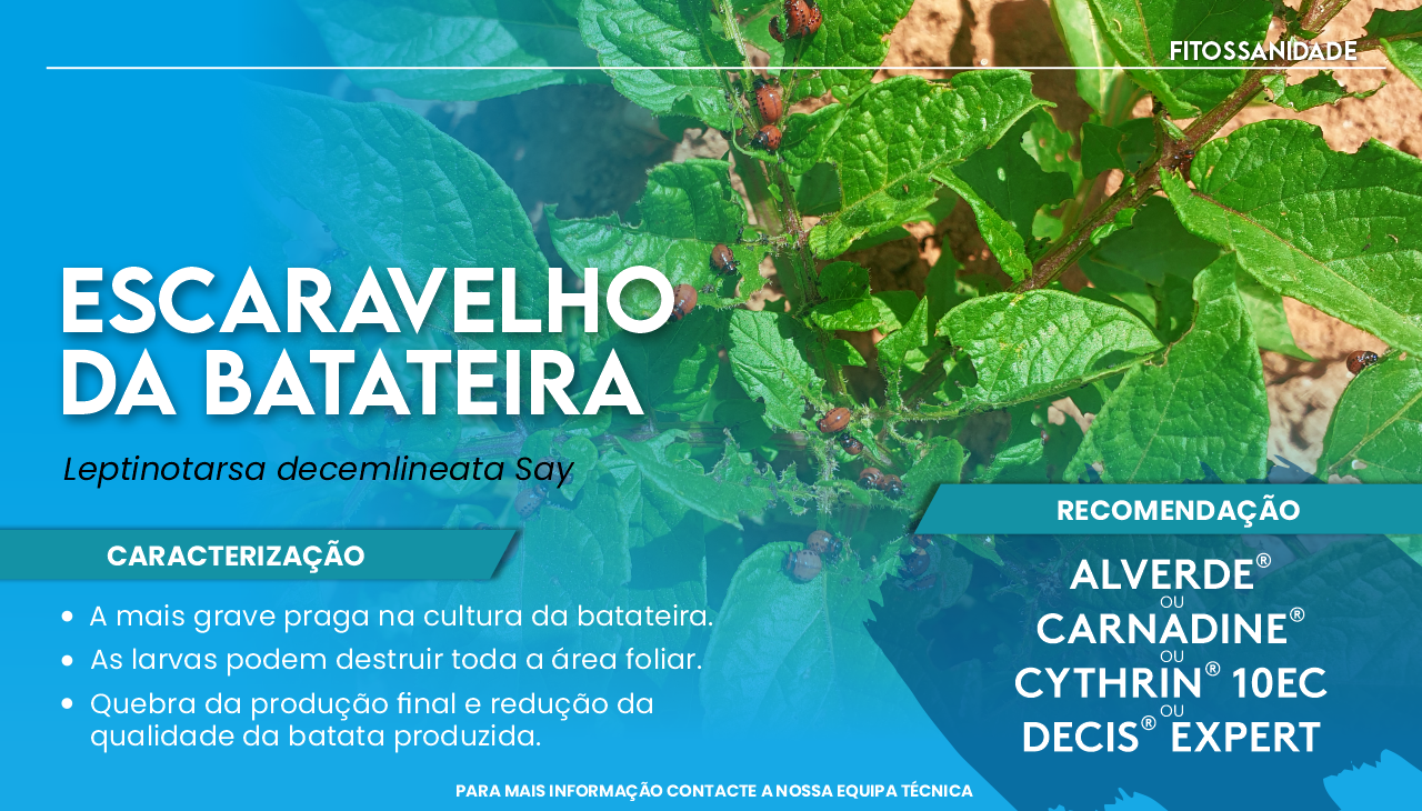 ESCARAVELHO DA BATATEIRA