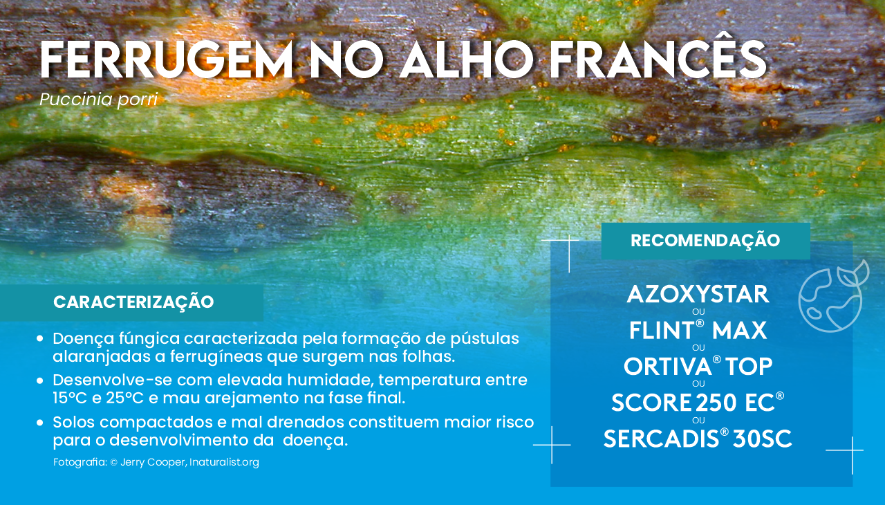 FERRUGEM NO ALHO FRANC�S