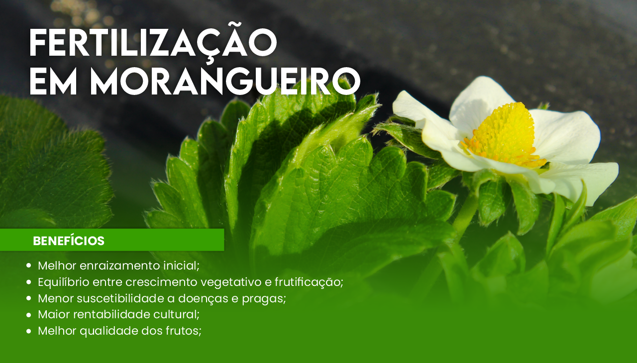 FERTILIZA��O ESPEC�FICA EM MORANGUEIRO