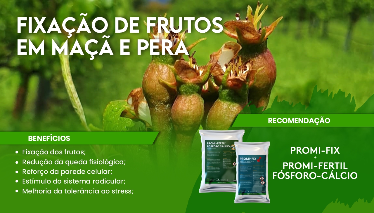 FIXA��O DOS FRUTOS EM MA�� E PERA