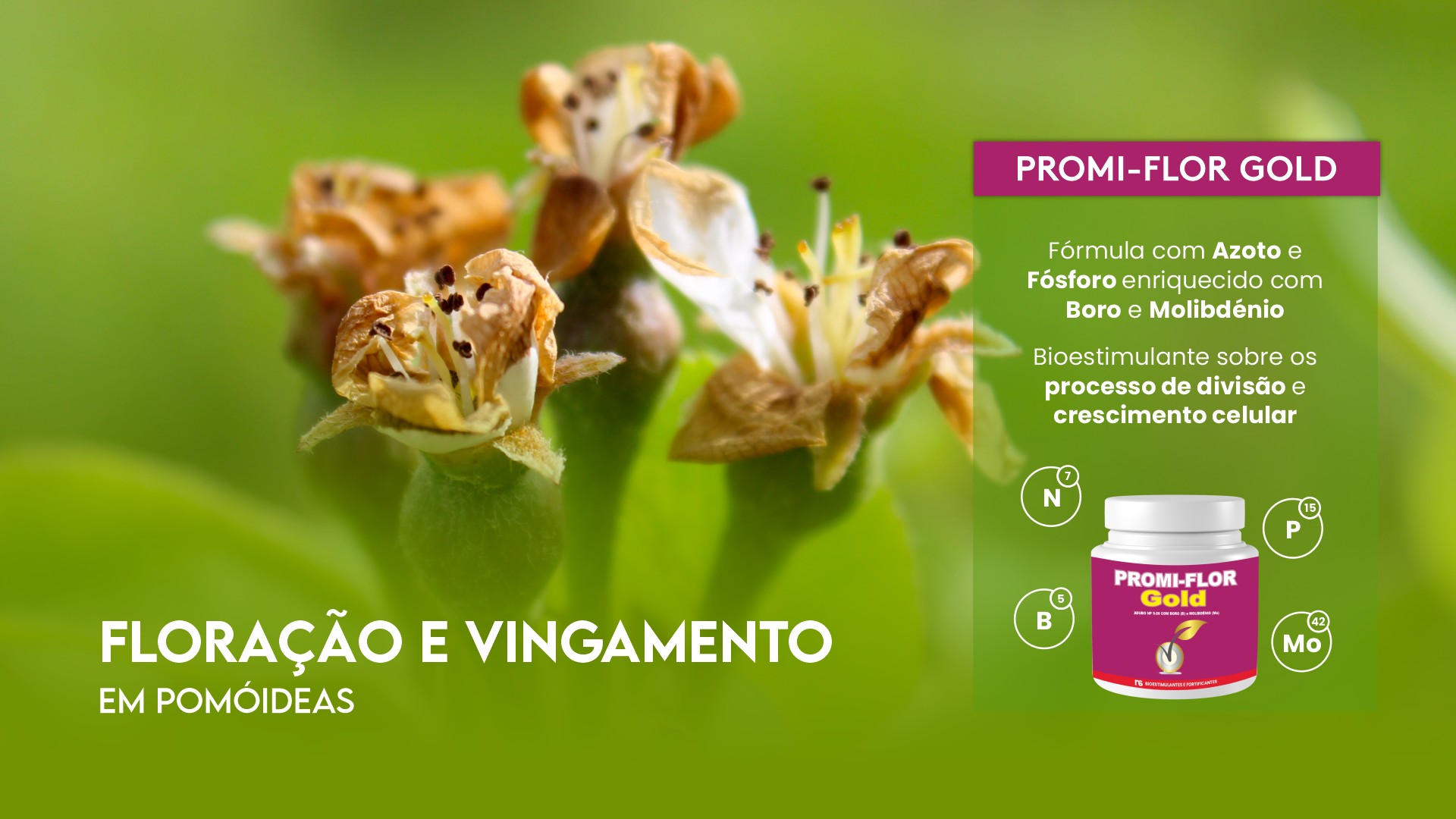 FLORA��O E VINGAMENTO EM POM�IDEAS