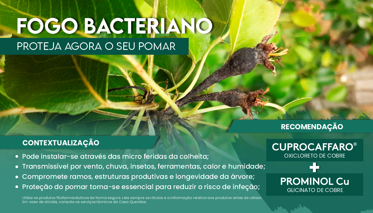 FOGO BACTERIANO - PROTEJA O SEU POMAR!