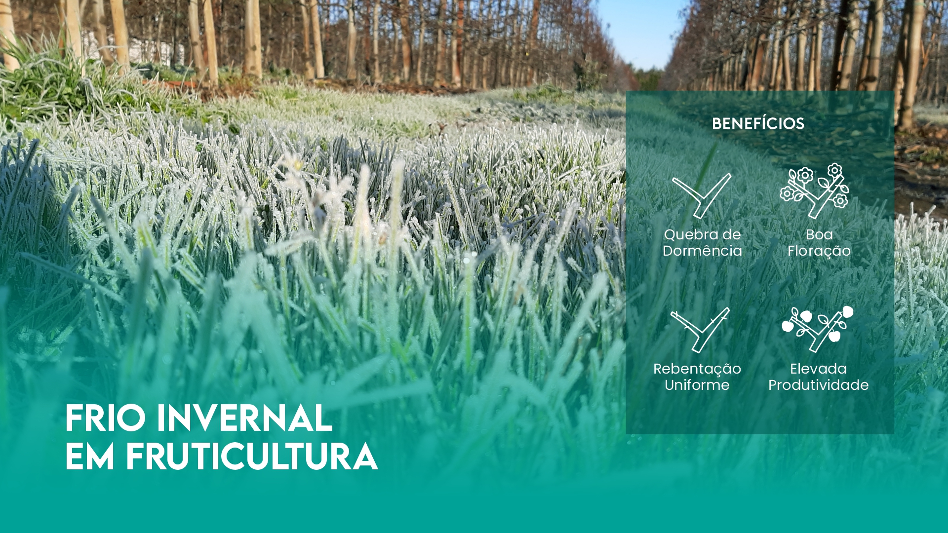 FRIO INVERNAL EM FRUTICULTURA