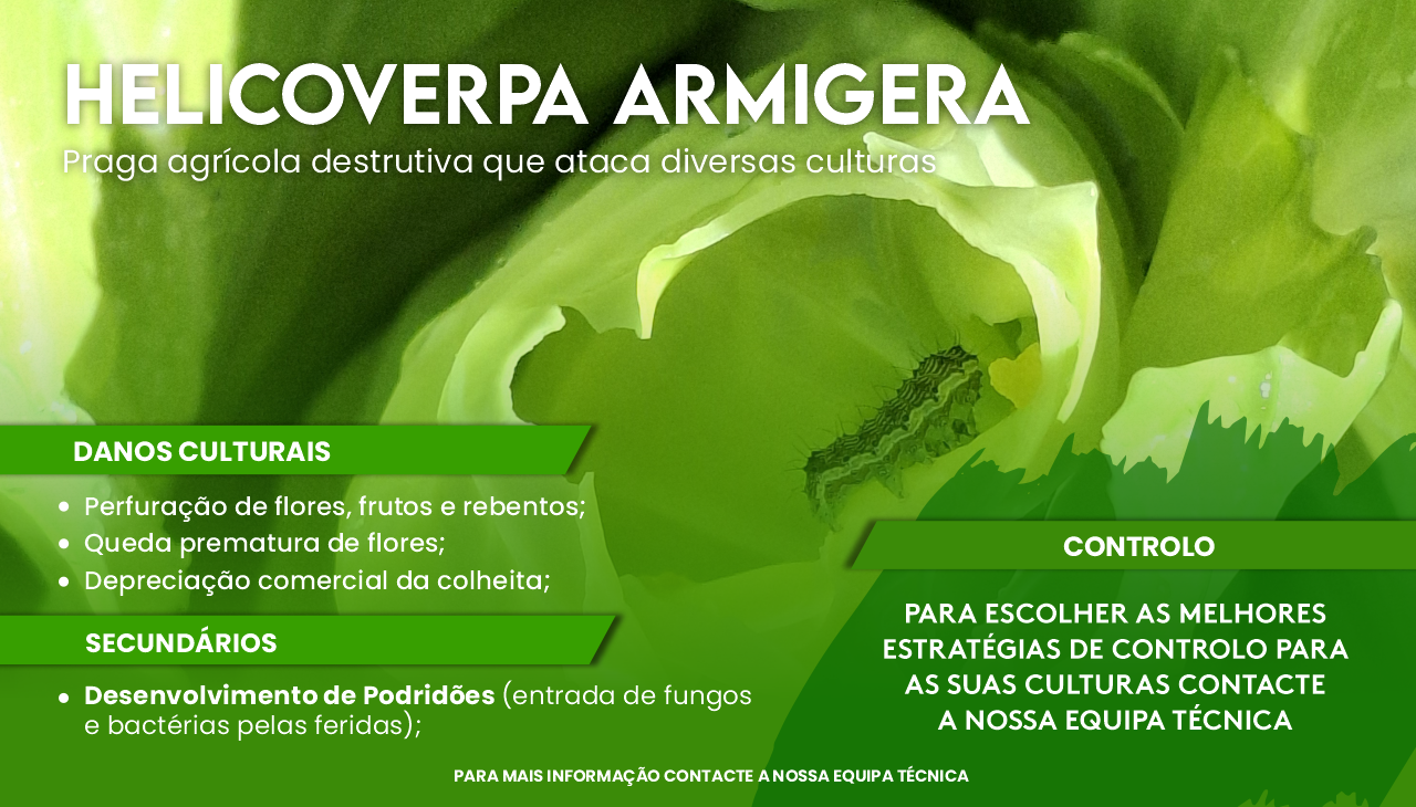 HELICOVERPA ARMIGERA