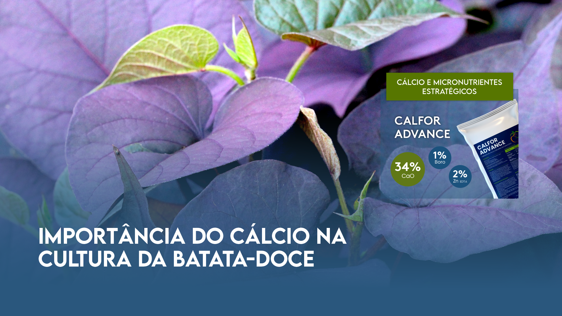 IMPORT�NCIA DO C�LCIO NA CULTURA DA BATATA-DOCE
