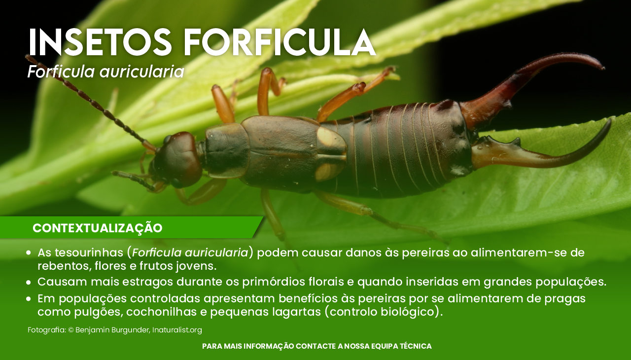 INSETOS FORFICULA - Forficula auricularia