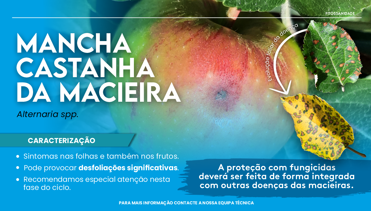 MANCHA CASTANHA DA MACIEIRA