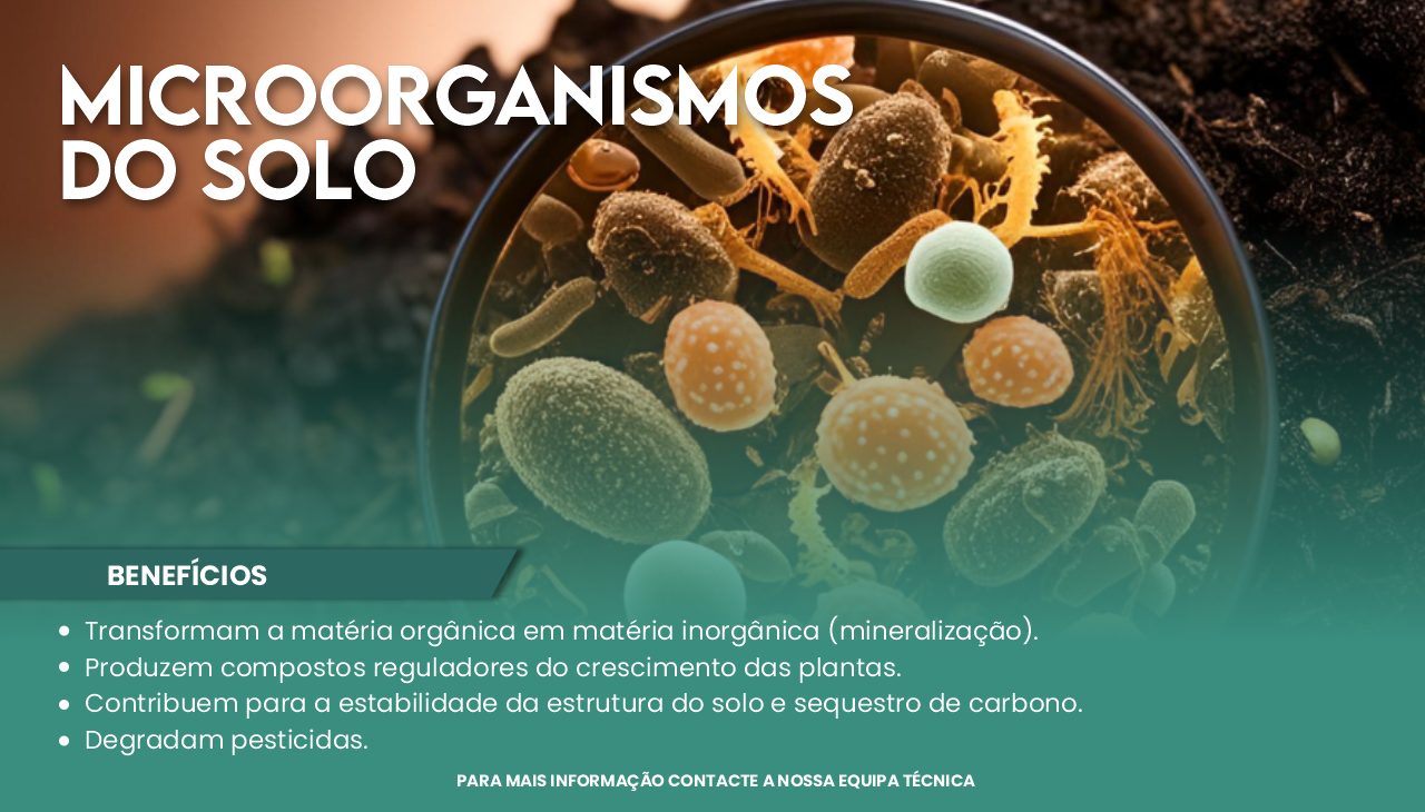 MICROORGANISMOS DO SOLO - TIPOLOGIA E IMPORT�NCIA