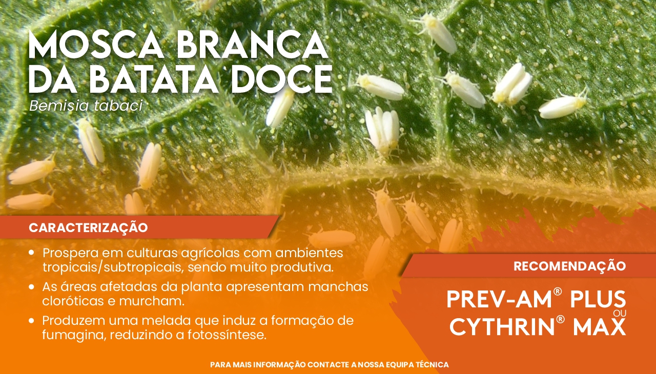 MOSCA BRANCA DA BATATA DOCE