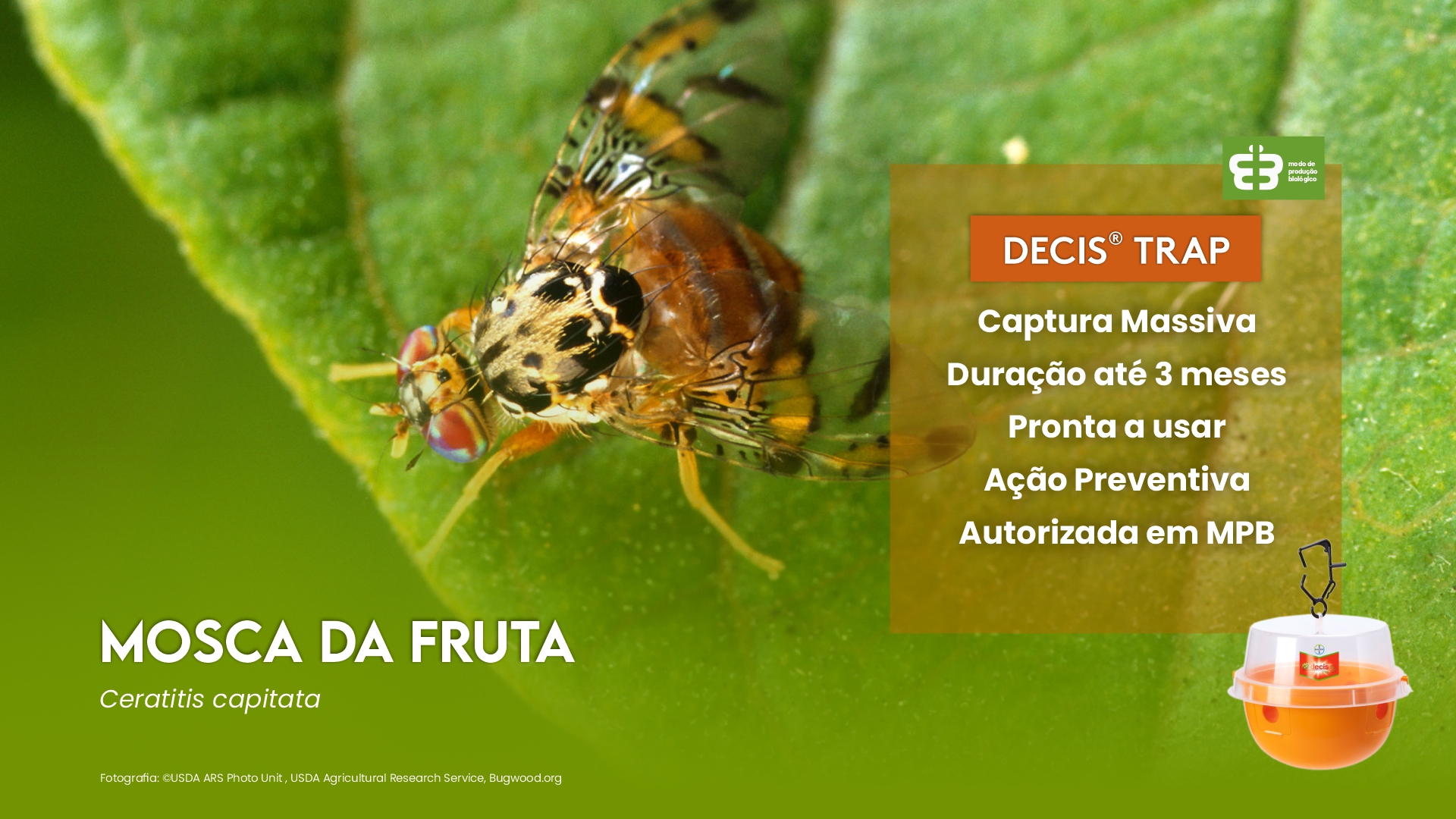MOSCA DO MEDITERR�NEO: UMA AMEA�A � FRUTICULTURA